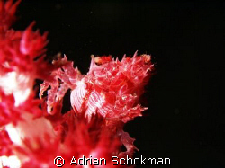 Soft Coral Crab from Bali.. Olympus E-330 + 50mm Macro Lens by Adrian Schokman 